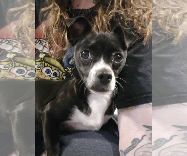 Medium Photo #1 Jack Chi Puppy For Sale in Princeton, MN, USA