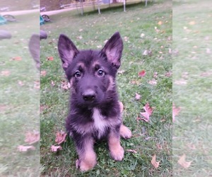 German Shepherd Dog Puppy for sale in SOMERSET, PA, USA