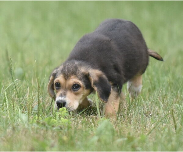 Medium Photo #5 Retriever -Unknown Mix Puppy For Sale in Mechanicsburg, PA, USA