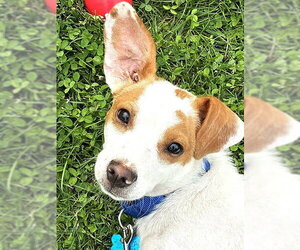Jack Russell Terrier-Unknown Mix Dogs for adoption in Plainfield, IL, USA