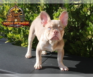French Bulldog Puppy for sale in SAN FRANCISCO, CA, USA