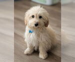 Small #1 Poodle (Miniature) Mix