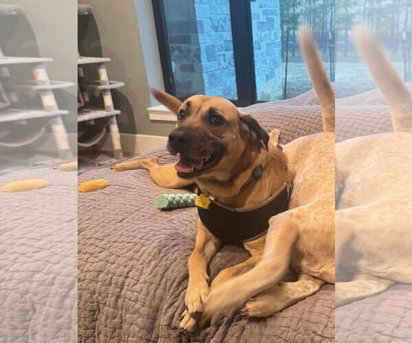 Medium Photo #4 Black Mouth Cur-Unknown Mix Puppy For Sale in The Woodlands, TX, USA