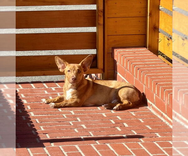 Medium Photo #1 Mutt Puppy For Sale in San Juan Capistrano, CA, USA