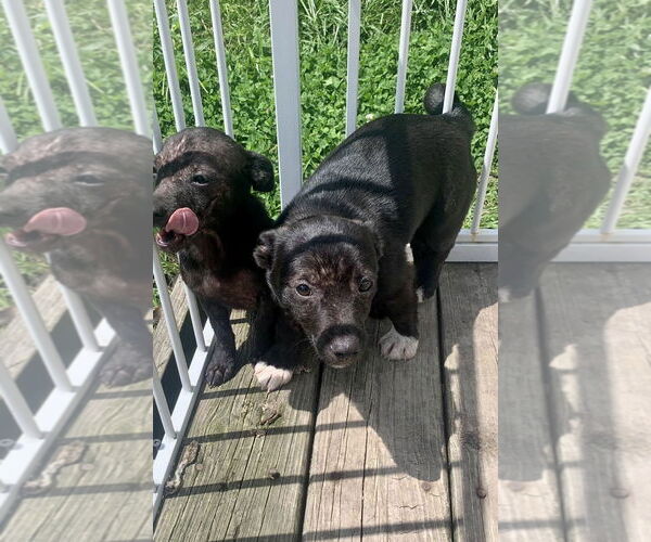 Medium Photo #13 Chihuahua-Unknown Mix Puppy For Sale in Mount Laurel, NJ, USA