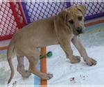 Small Photo #32 Great Dane Puppy For Sale in GALLOWAY, OH, USA