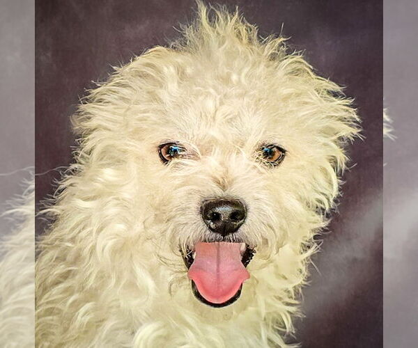 Medium Photo #1 Poodle (Toy)-Unknown Mix Puppy For Sale in Albuquerque, NM, USA