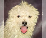 Small Poodle (Toy) Mix