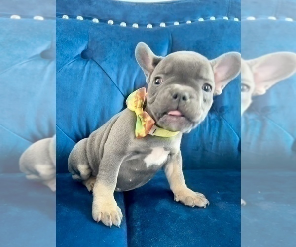 Medium Photo #8 French Bulldog Puppy For Sale in FRESNO, CA, USA