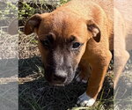 Geno - Male Mutt Dog for Adoption - Small photo