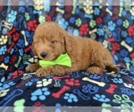 Small Photo #6 Goldendoodle (Miniature) Puppy For Sale in LAKELAND, FL, USA