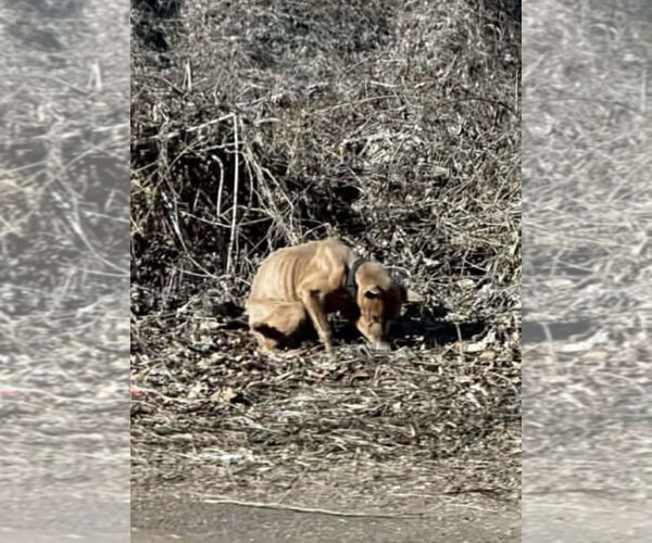 Medium Photo #6 Mutt Puppy For Sale in Plainfield, IL, USA