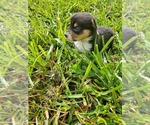 Small Photo #4 Pembroke Welsh Corgi Puppy For Sale in RICHLAND, MO, USA