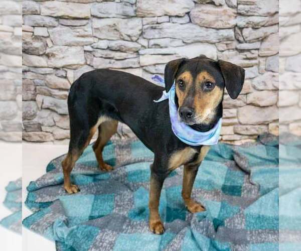 Medium Photo #9 Mutt Puppy For Sale in Kennesaw, GA, USA