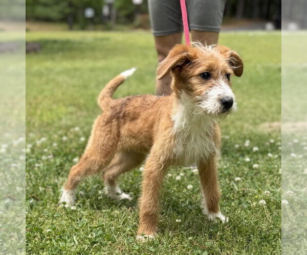 Medium Photo #2 Mutt Puppy For Sale in Yardley, PA, USA