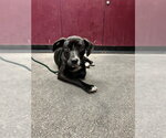 Small Labrador Retriever
