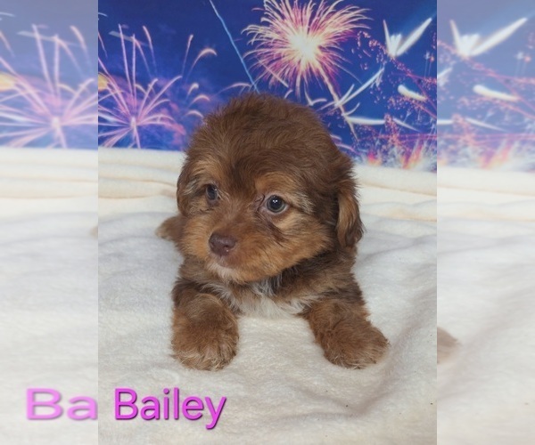 Medium Photo #3 Yorkipoo Puppy For Sale in AZLE, TX, USA