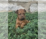 Small #3 Irish Terrier
