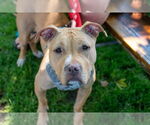 Small #7 American Pit Bull Terrier Mix