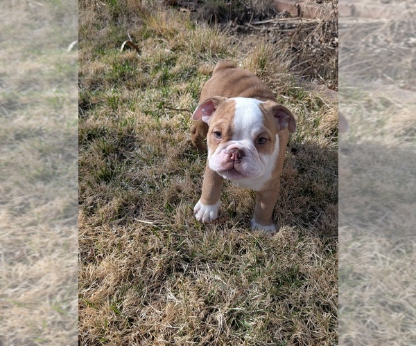Medium Photo #5 English Bulldog Puppy For Sale in WHITELAND, IN, USA