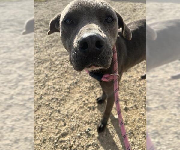 Medium Photo #1 Mutt Puppy For Sale in Bakersfield, CA, USA