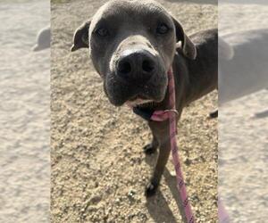 Mutt Dogs for adoption in Bakersfield, CA, USA