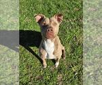 Small American Pit Bull Terrier Mix
