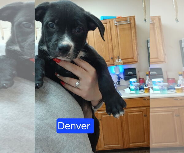 Medium Photo #1 Rottweiler-Unknown Mix Puppy For Sale in Martinsburg, WV, USA