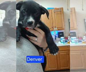 Rottweiler-Unknown Mix Dogs for adoption in Martinsburg, WV, USA