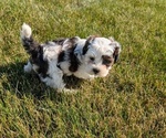 Small #6 ShihPoo