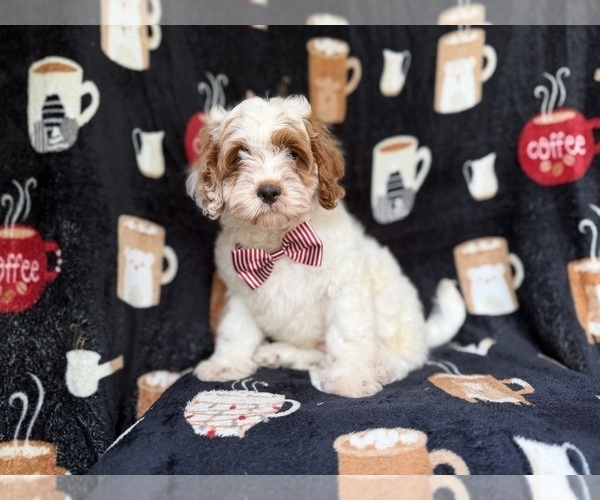 Medium Photo #8 Goldendoodle (Miniature) Puppy For Sale in LAKELAND, FL, USA