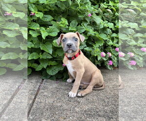 Mutt Dogs for adoption in Euless, TX, USA