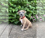 Wayne - Male Mutt Dog for Adoption - Small photo