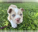 Small Photo #9 American Bully Puppy For Sale in HIALEAH, FL, USA