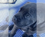 Small Photo #29 American Mastiff Puppy For Sale in ALEXANDRIA, VA, USA