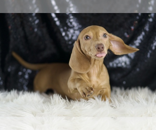 Medium Photo #2 Dachshund Puppy For Sale in WARSAW, IN, USA