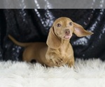 Small #1 Dachshund