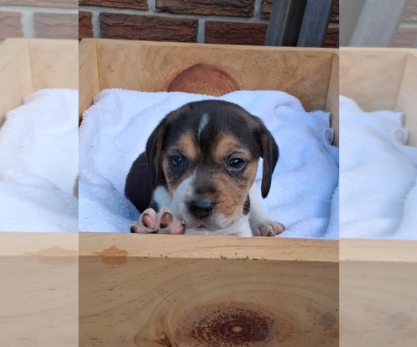Medium Photo #4 Beagle Puppy For Sale in BLAIRSVILLE, GA, USA