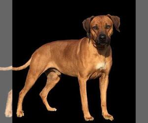 Rhodesian Ridgeback Puppy for sale in OGLESBY, TX, USA