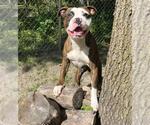 Small #1 American Pit Bull Terrier