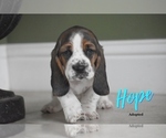 Small Photo #8 Basset Hound Puppy For Sale in SEQUIM, WA, USA