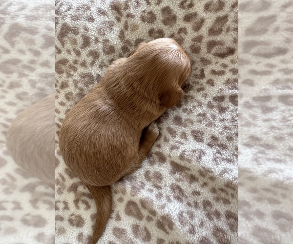 Medium Photo #4 Dachshund Puppy For Sale in SAN DIEGO, CA, USA