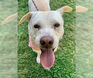 Labrador Retriever-Unknown Mix Dogs for adoption in Dana Point, CA, USA