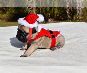 Pug Puppy for sale in PALM COAST, FL, USA