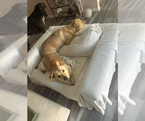 Medium Photo #8 Labrador Retriever-Unknown Mix Puppy For Sale in Dana Point, CA, USA