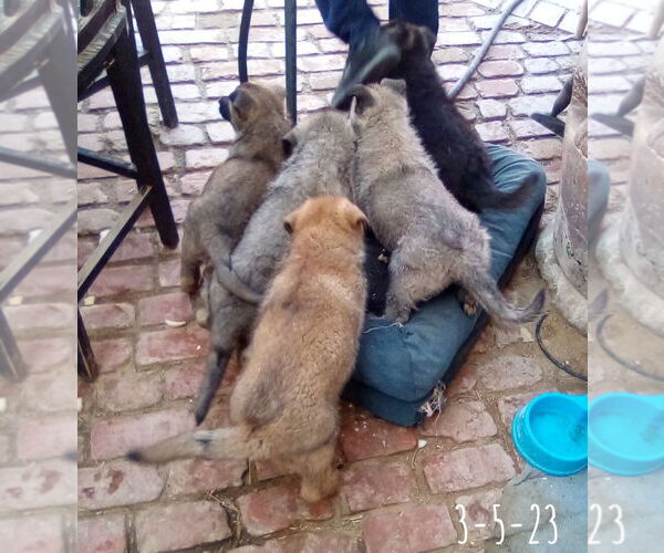 Medium Photo #16 German Shepherd Dog-Unknown Mix Puppy For Sale in Apple Valley, CA, USA