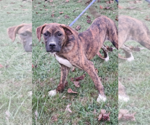 Lily - Female Boxer-Unknown Mix Dog for Adoption - Photo #7