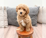 Small #5 Cavapoo (Standard)