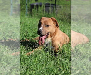 Labrador Retriever-Unknown Mix Dogs for adoption in garner, NC, USA
