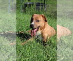 Small Labrador Retriever Mix